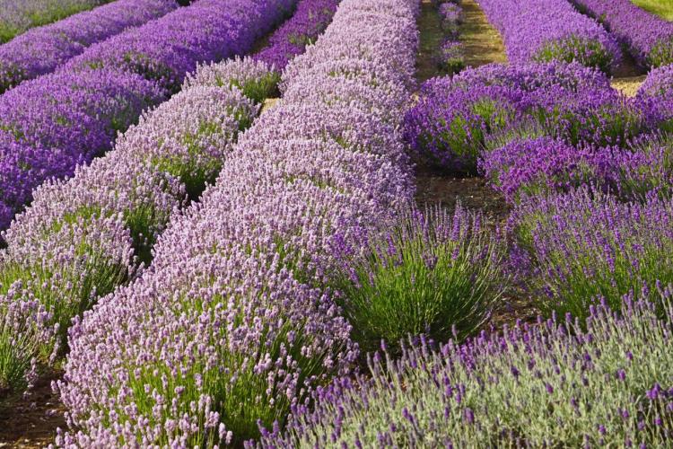 Norfolk Lavender